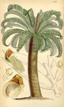 Cycad