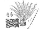 Cycad Trivia