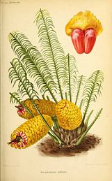 Cycad