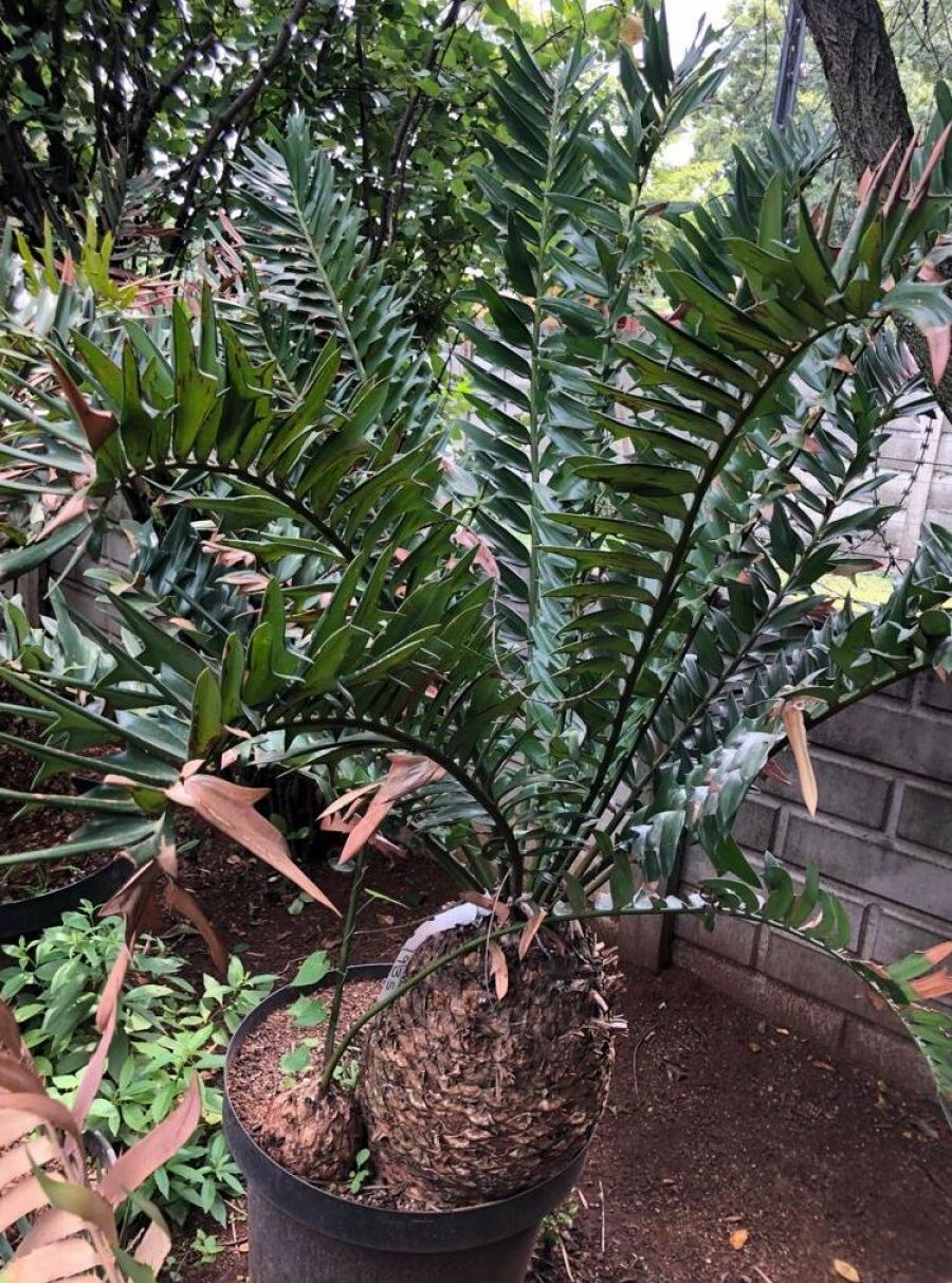 Alexandria Cycad