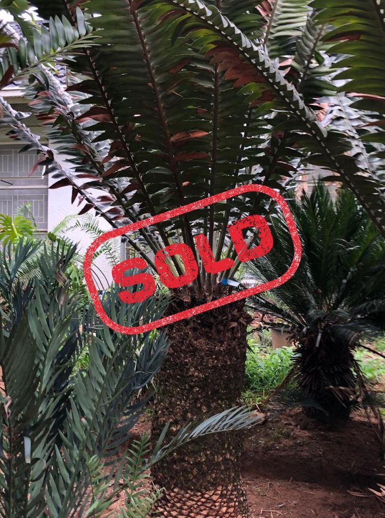 Modjadji Cycad