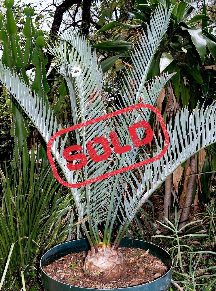 Karoo Cycad