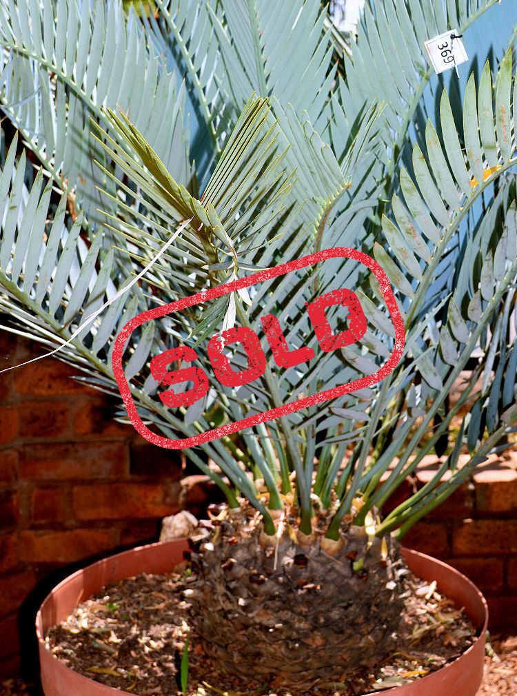 Karoo Cycad