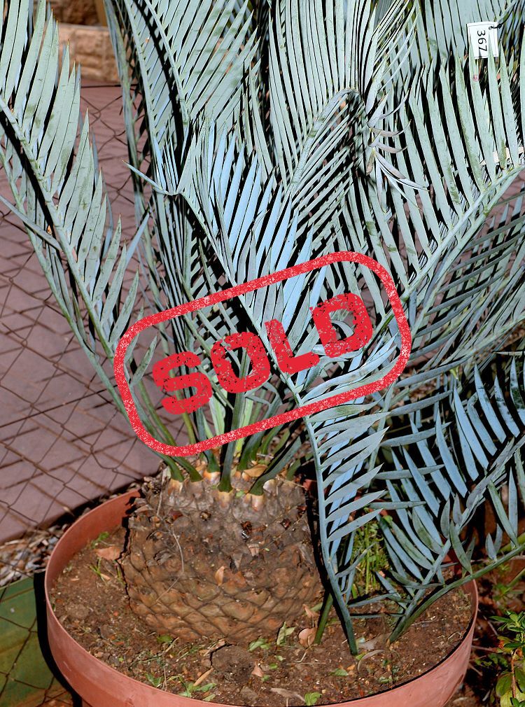 Karoo Cycad