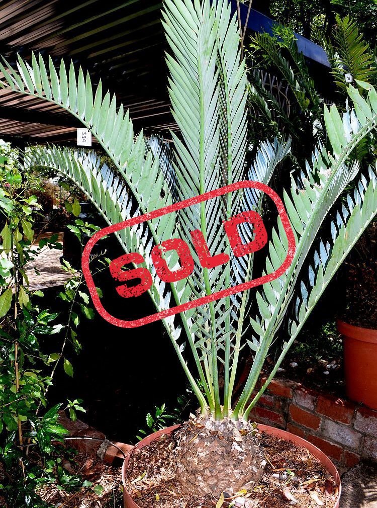 Suurberg Cycad