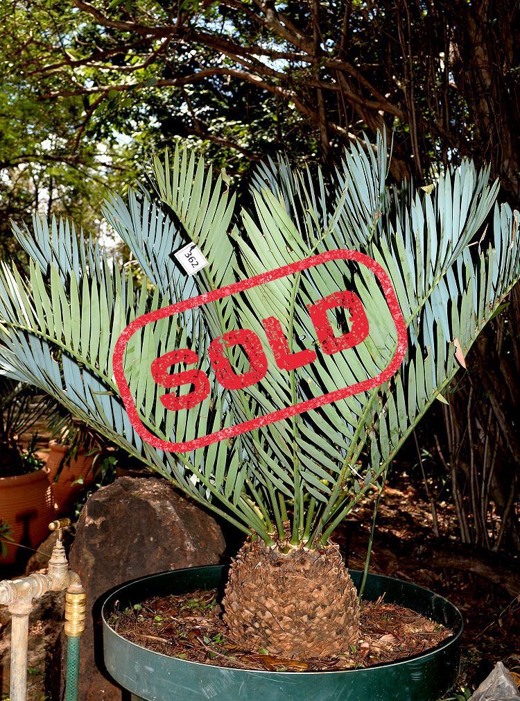 Kei Cycad