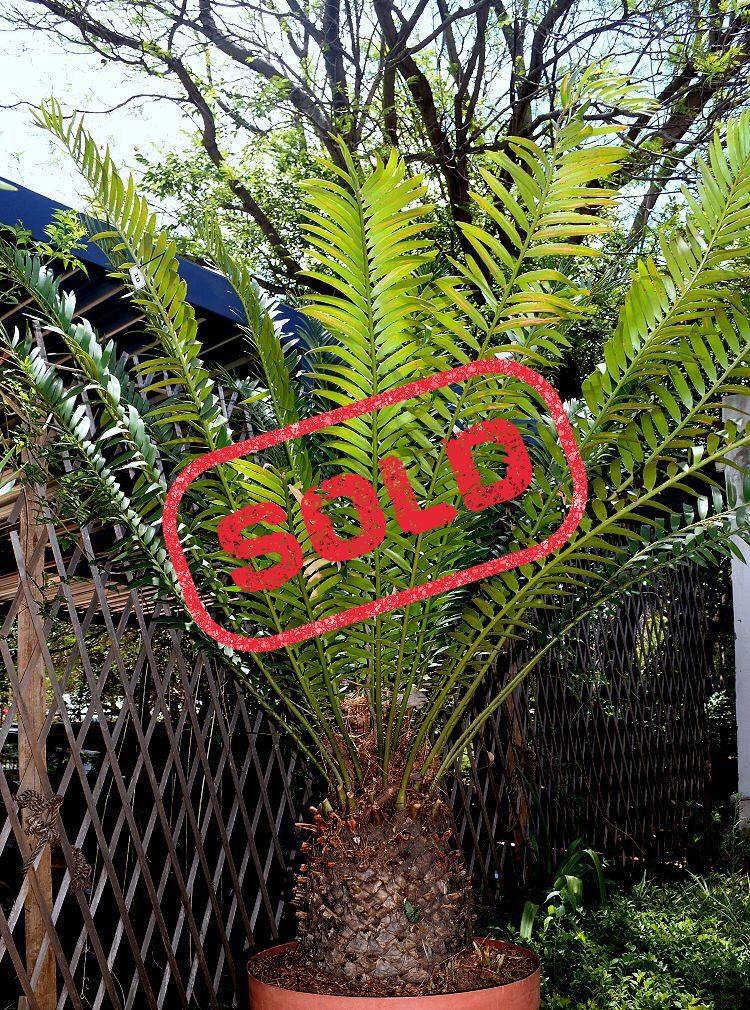 Jozini Cycad