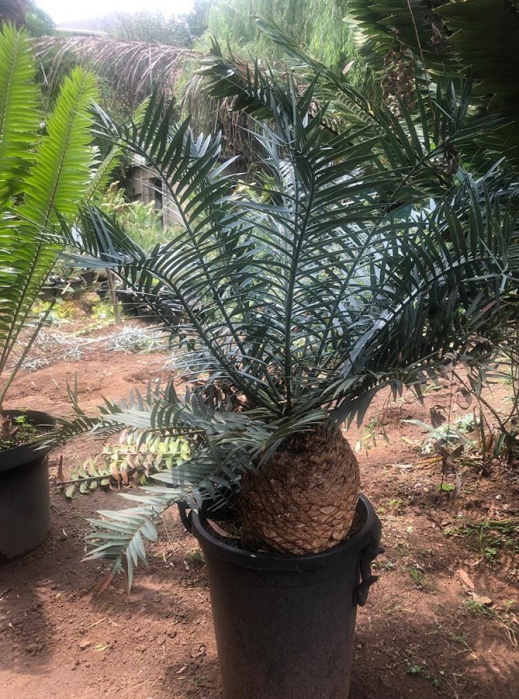 Bushman’s River Cycad