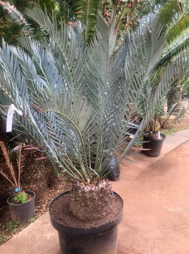 Karoo Cycad