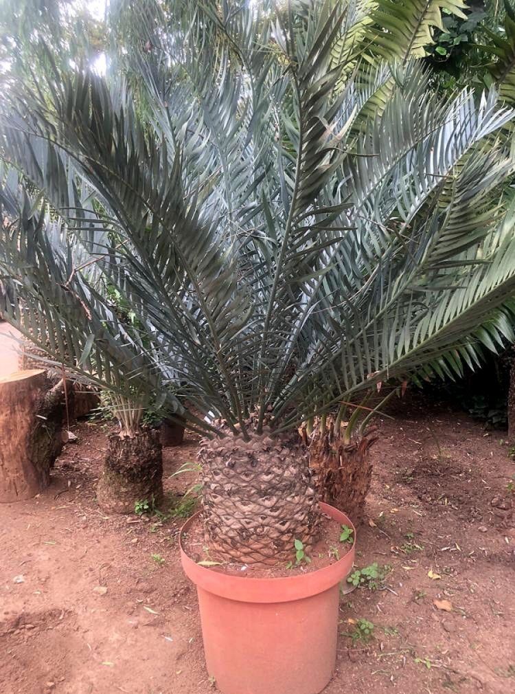 Karoo Cycad