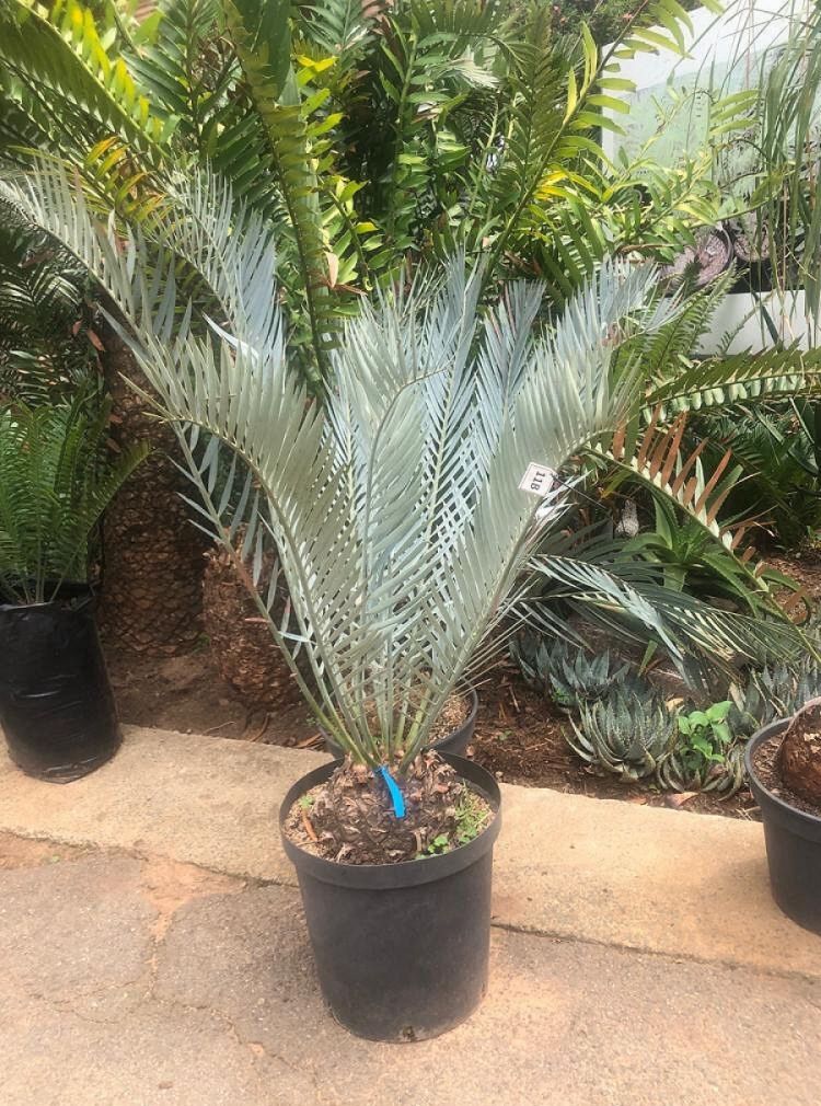 Karoo Cycad