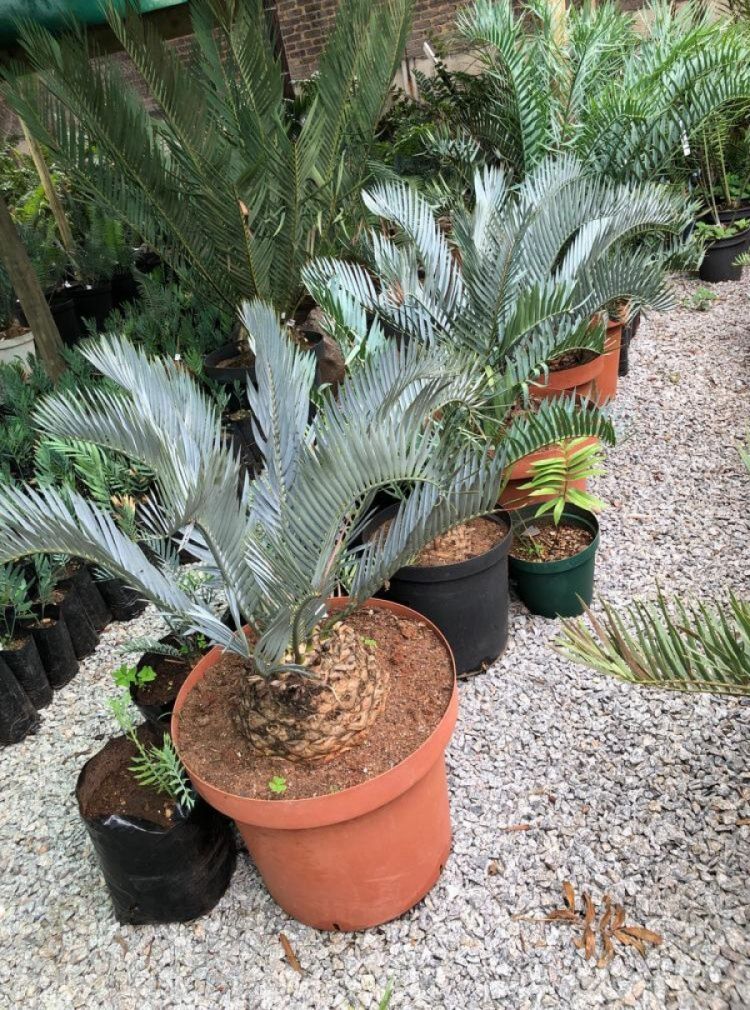 Karoo Cycad