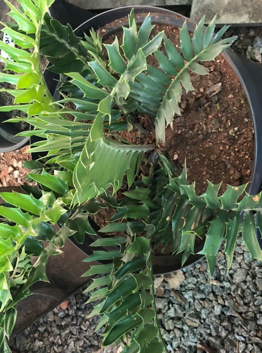 Albany Cycad