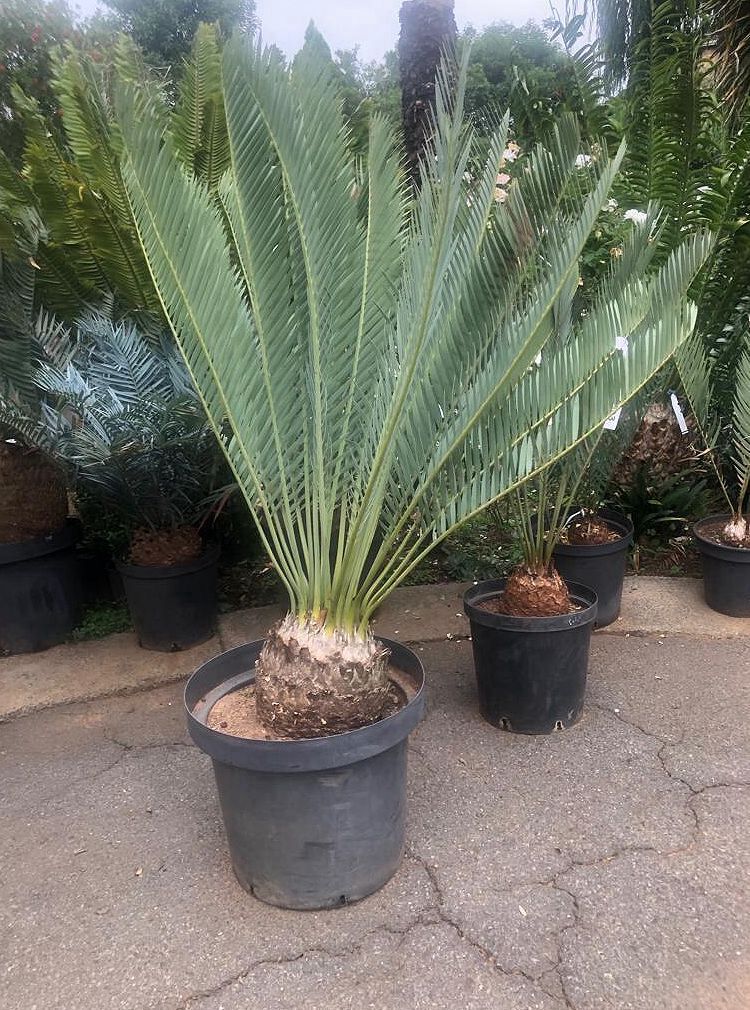 Middelburg Cycad