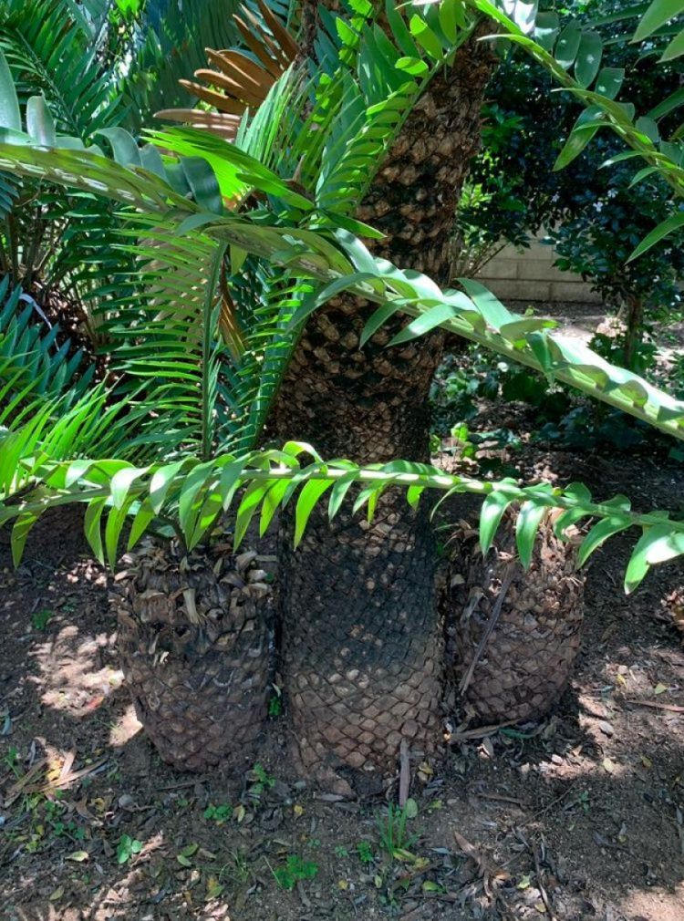 Eastern Cape Giant Cycad