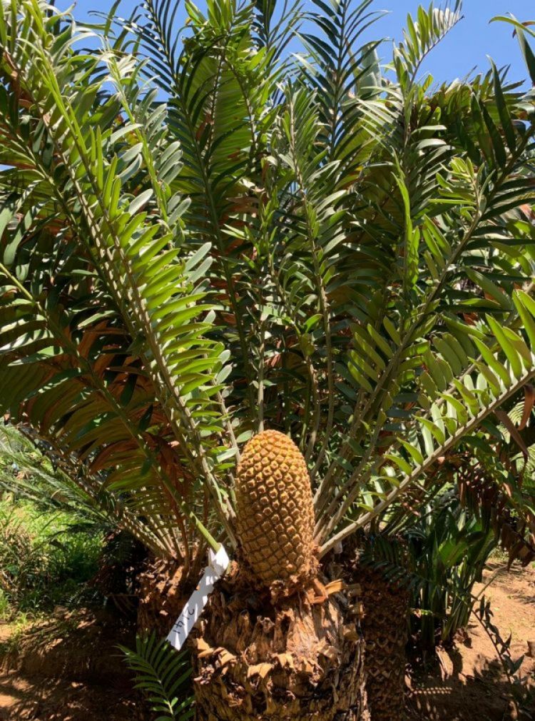 Natal Giant Cycad