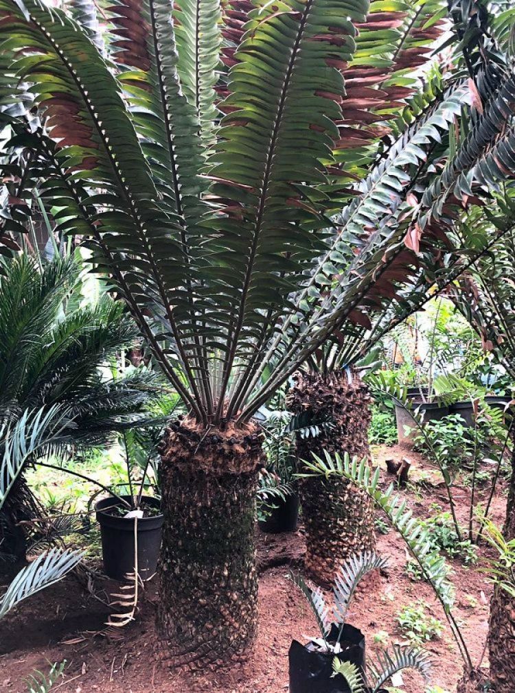 Natal Giant Cycad